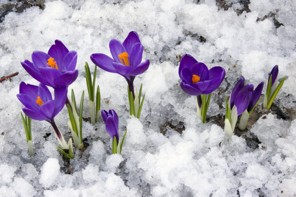 Crocus flowers blooming through the melting snow