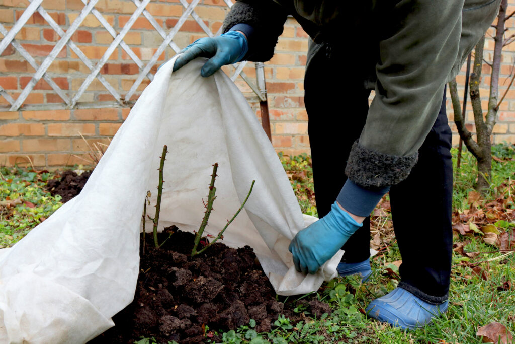 Gardener covers a rose plant with fleece to protect the plant from frost in the winter