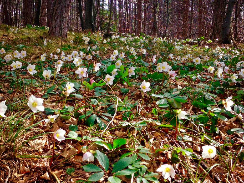 Heleborus Niger growing in the woods