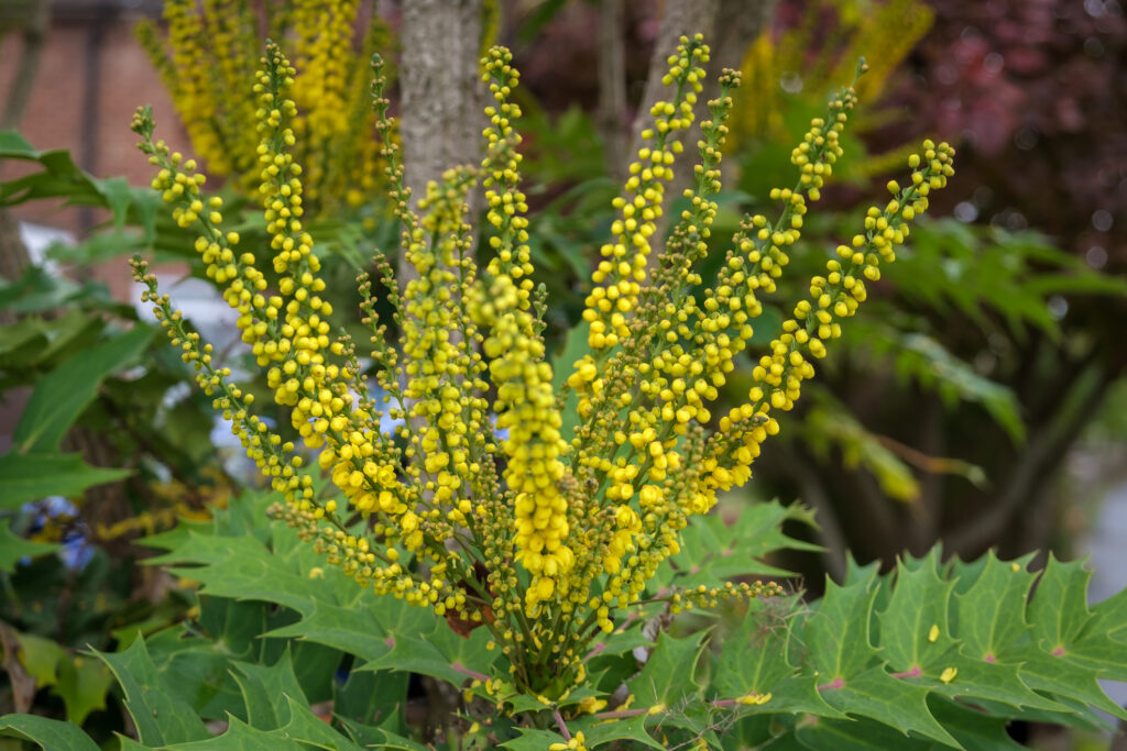 Mahonia shrub with bright yellow flowers in late autumn
