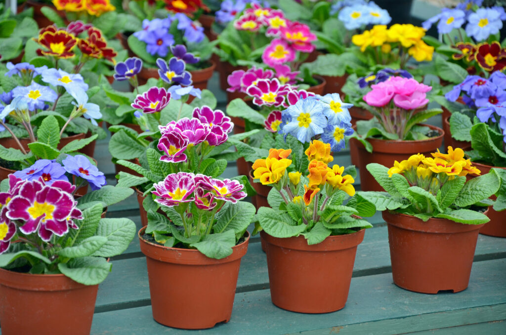 Pots of colorful winter pansies in garden nursery
