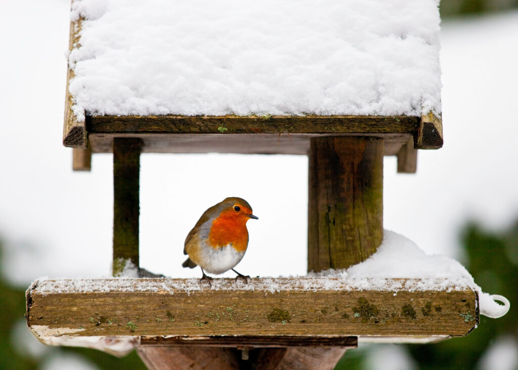 Robin on a snowy bird table in winter