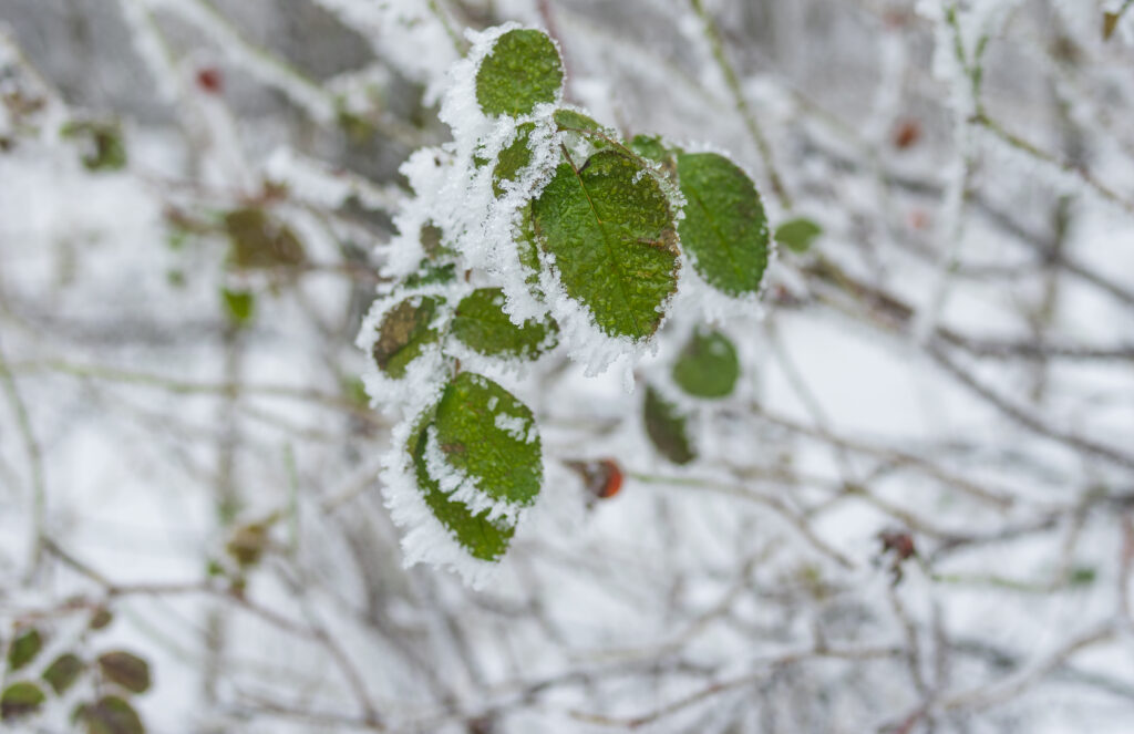 Rose Canina Plant covered in frost in cold winter garden