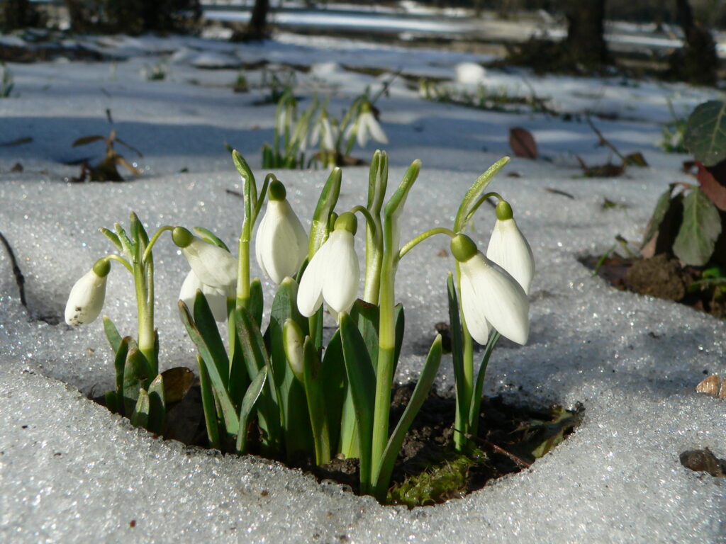 Snowdrops in bloom on snowy ground in winter