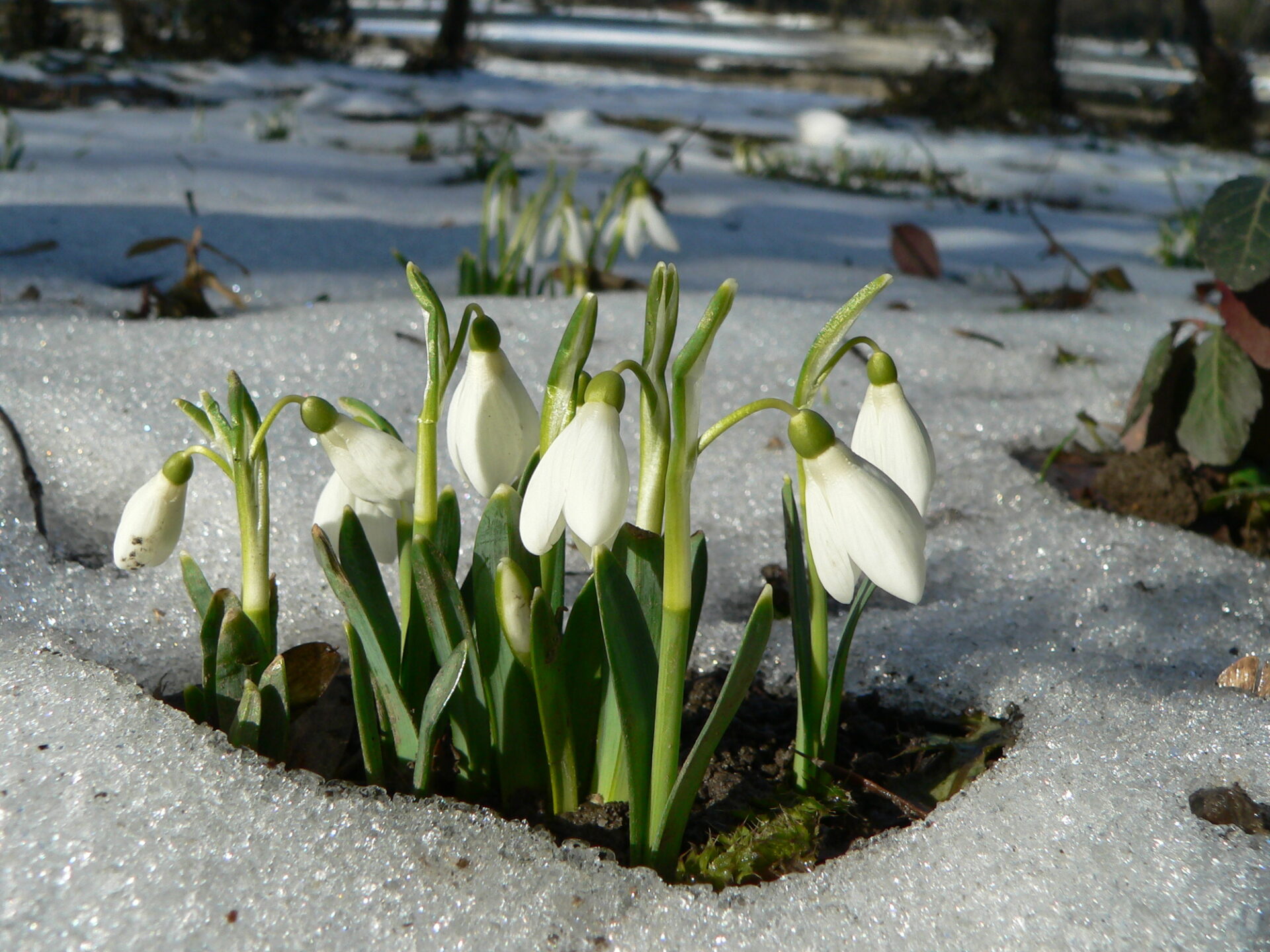 12 Winter Flowering Plants (UK): Beautiful Winter BlooGarden