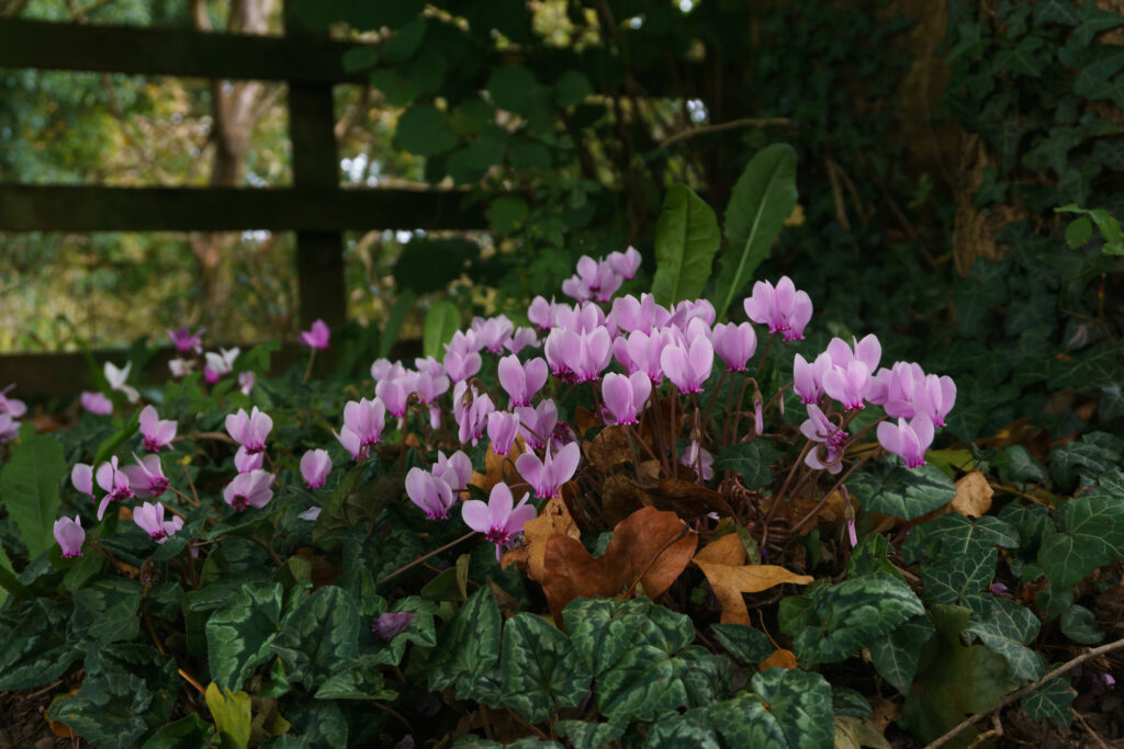 Wild Cyclamen pink flowers in winter