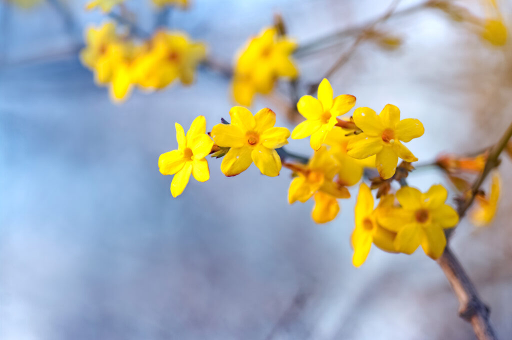 Winter Jasmine with bright yellow flowers