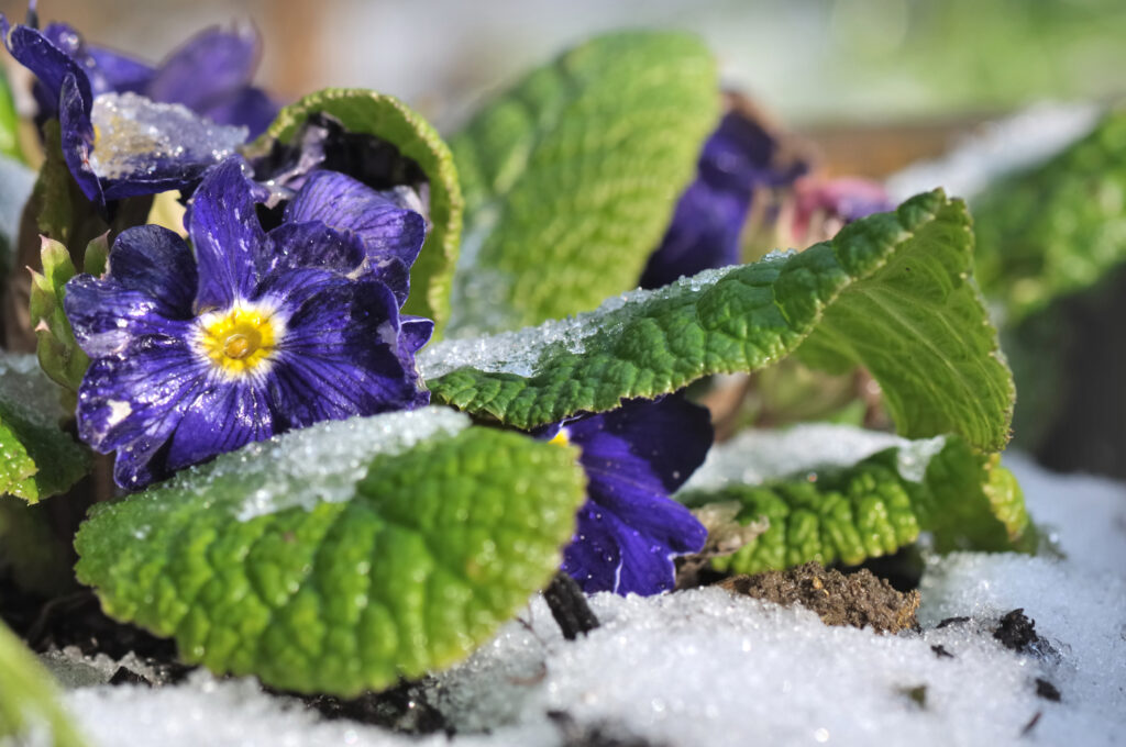 Winter Pansies covered in frost n a cold winter garden