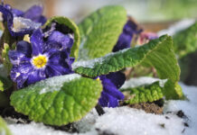 Winter Pansies covered in frost n a cold winter garden