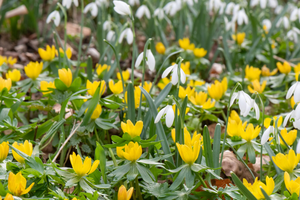 Winter aconite, Eranthis hyemalis, between Snowdrops