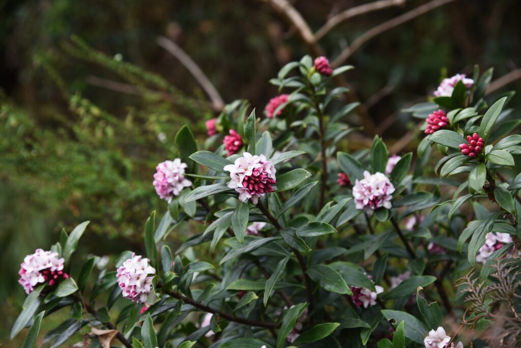 Winter daphne flowers