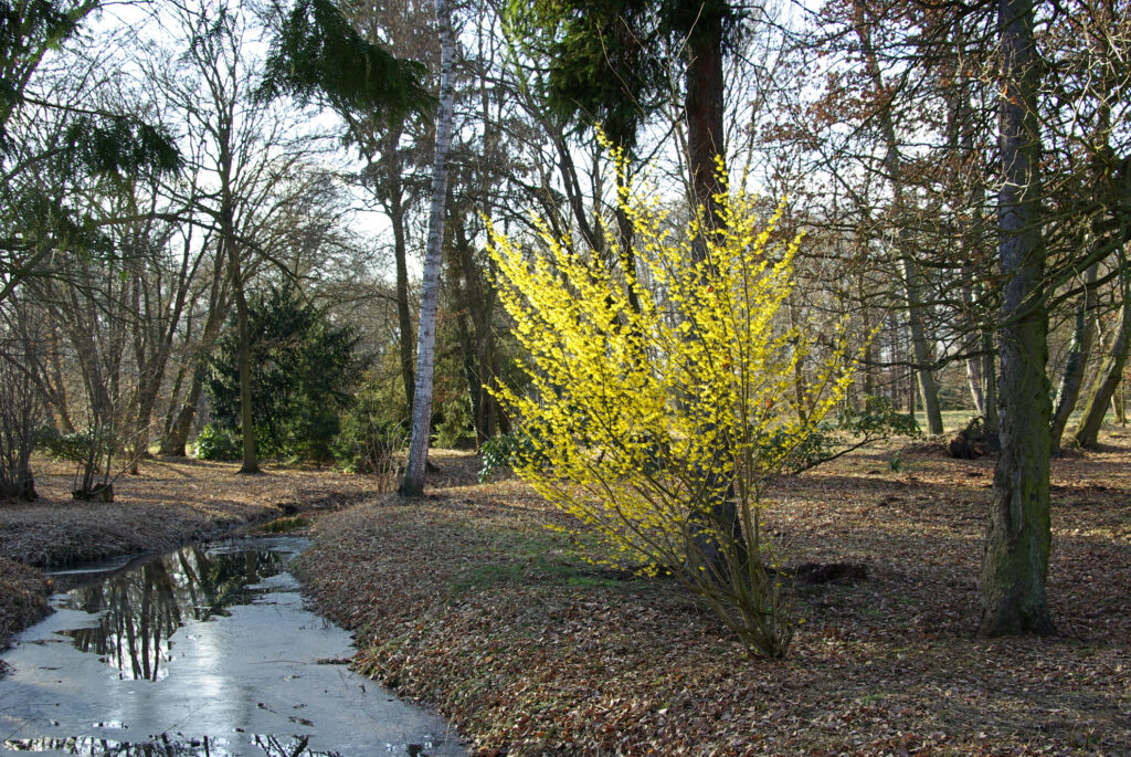 Witch Hazel flowering in winter