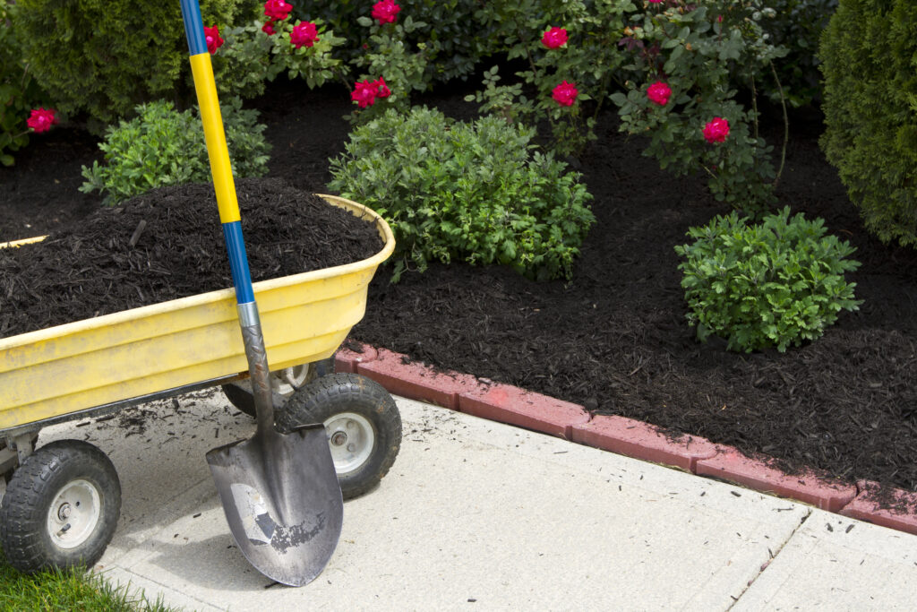 Adding compost mulch to a flower bed using a wheelbarrow