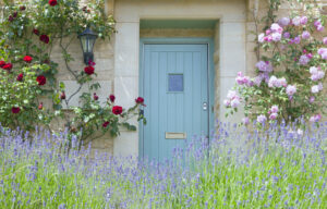 Bright blue wooden doors in an old traditional English lime stone cottage surrounded by climbing red and pink roses in bloom