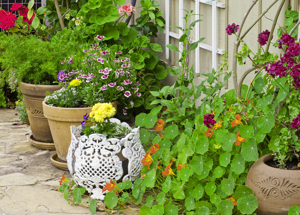 English-style cottage garden with overflowing flowers in containers and on trellis.