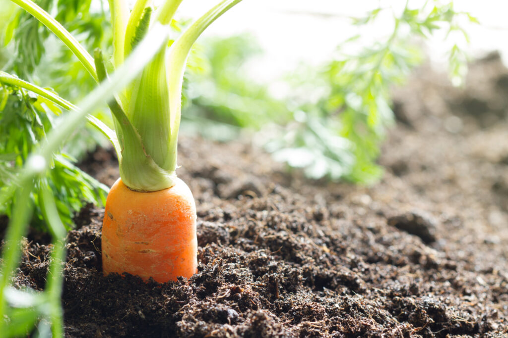 Fresh carrot growing in organic soil