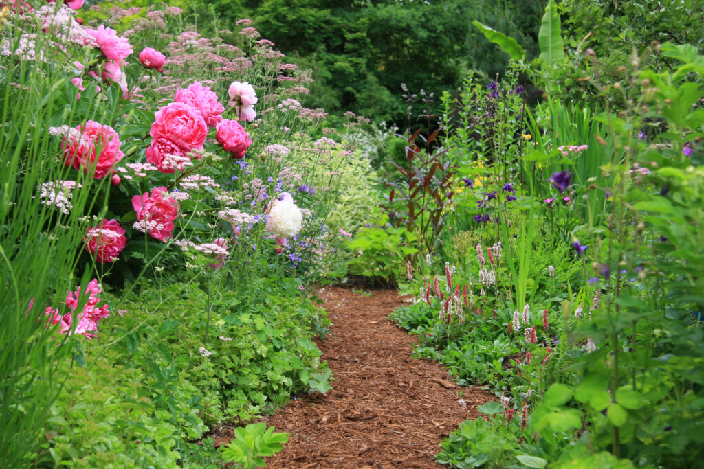 Pretty path in an English cottage garden.