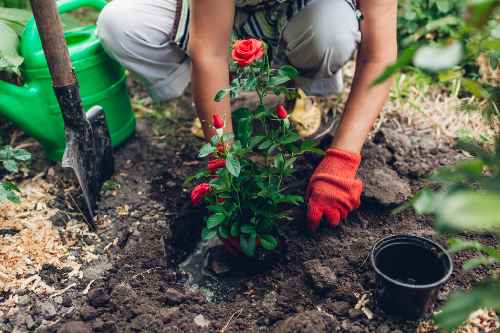 Woman gardener transplanting red roses flowers from pot into wet soil.