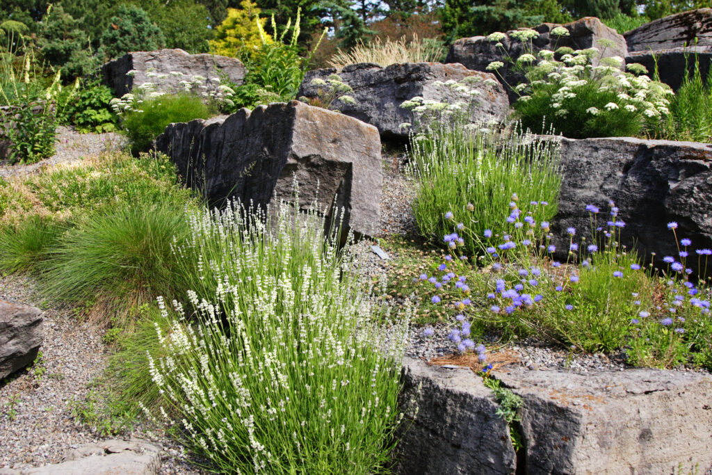 A beautiful alpine garden containing a wide variety of plants such as lavender, thrift and yarrow.