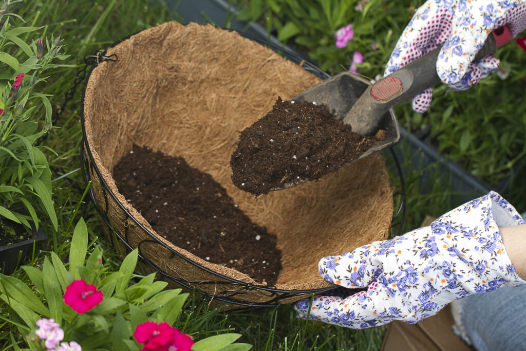 A gardener is adding more potting soil into coco lined hanging basket. preparing for flowers