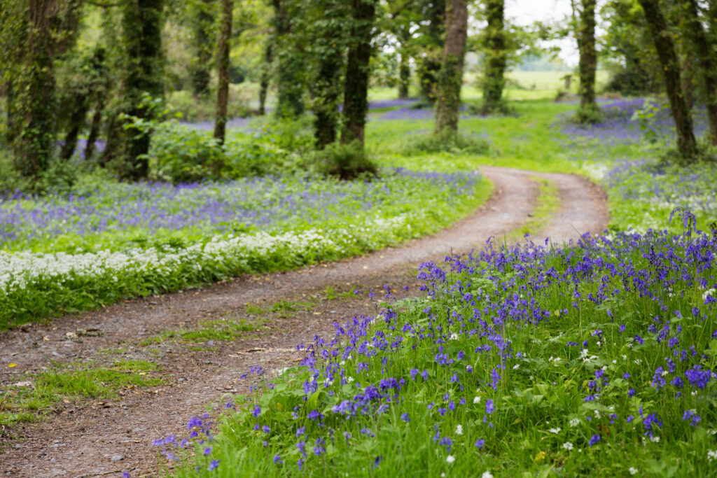 A small Country Road Leading Through Lush mature Forest in Ireland with dappled light and a carpet of bluebells