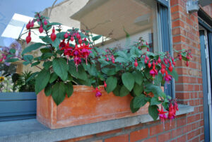 A stone planter with beautiful Fuchsia flowers on the windowsill