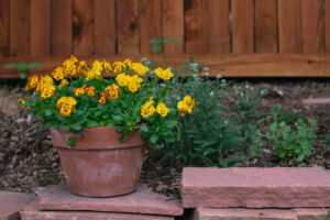 A terracotta pot, filled with yellow and orange violas, rest on a garden wall