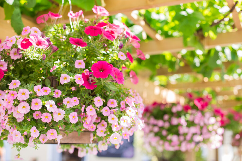 Baskets in a hanging flower garden on a sunny day