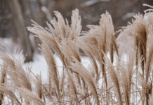 Beautiful decorative large ornamental grass in park in winter day during snowfall natural background