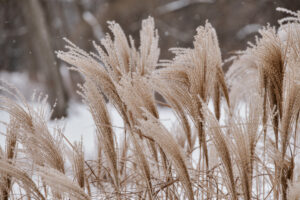 Beautiful decorative large ornamental grass in park in winter day during snowfall natural background