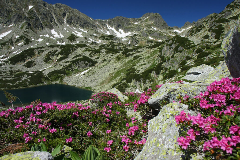 Beautiful mountain landscape. A lake surrounded by rhododendron flowers and snow patches.