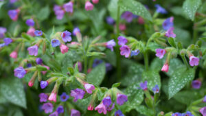 Beautiful purple flowers Pulmonaria also known as Lungwort