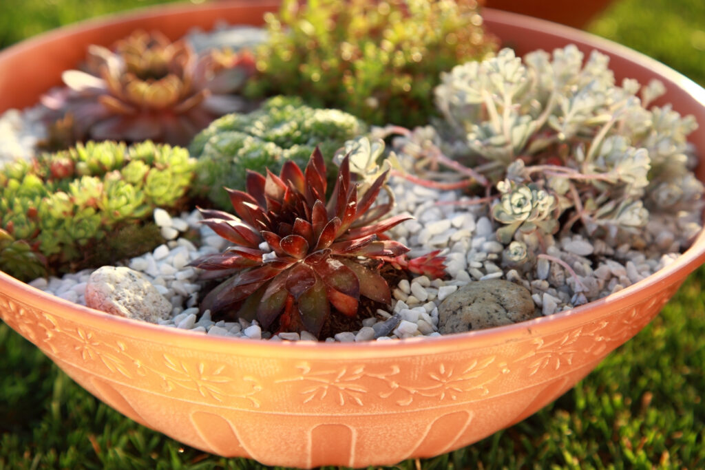 Beautiful rock garden cultivated in small basin or roof gardening