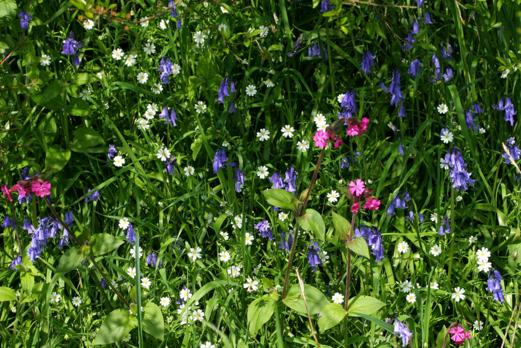 Bluebells and Red Campion wild flowers in a hedgerow in spring.