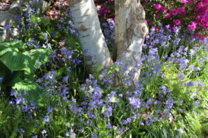 Bluebells bloom under the tree in a garden in the late spring