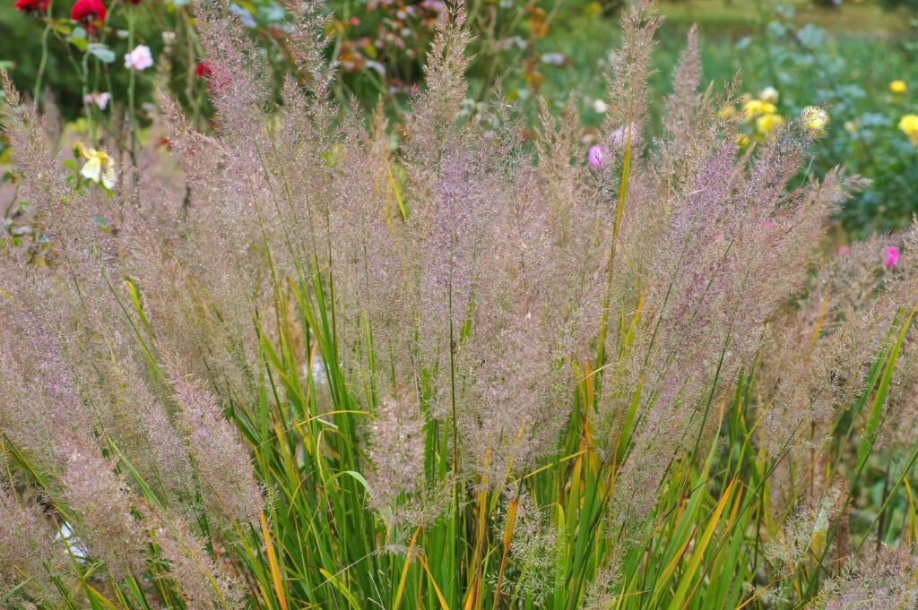 Calamagrostis brachytricha ornamental grass in autumn