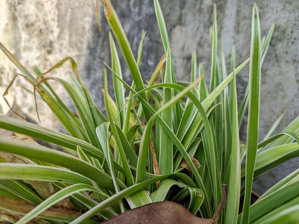 Carex Morrowii brightening a shade garden