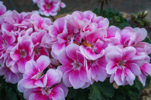 Close up of beautiful pink Impatiens flower in small garden.