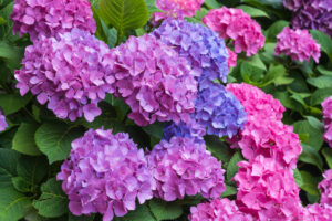 Close-up of beautiful purple and blue flowering hydrangeas