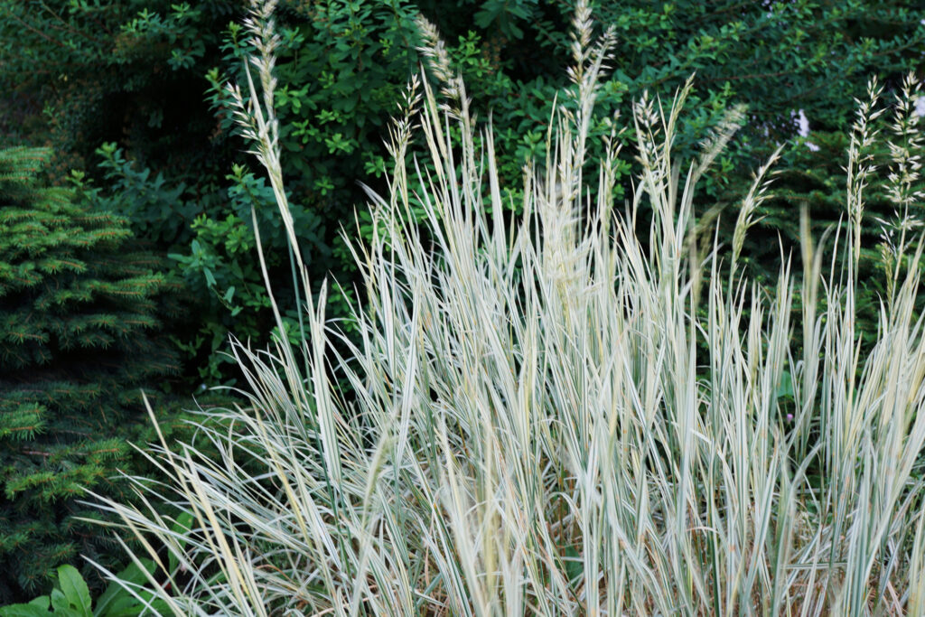 Close-up of the bush blue oat grass Helictotrichon sempervirens with bluish leaves
