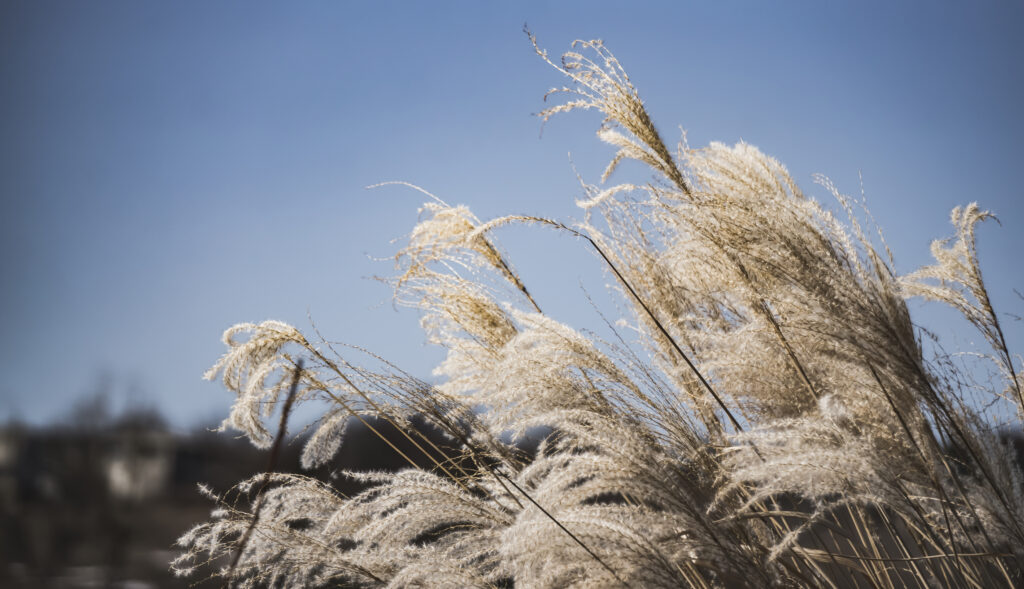 Close up, pale pampas grass Cortaderia selloana curves in the wind against a blurred blue sky background, on a winter sunny day