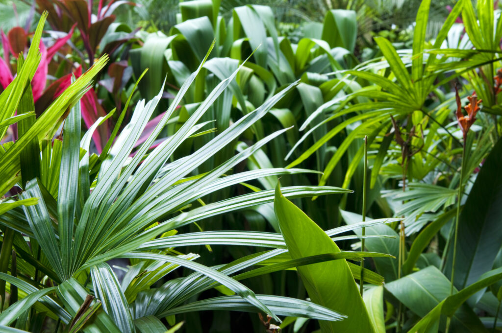 Close up view on tropical garden