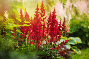Colorful blooming astilbe in summer garden in mixed border with hostas and cornus shrubs