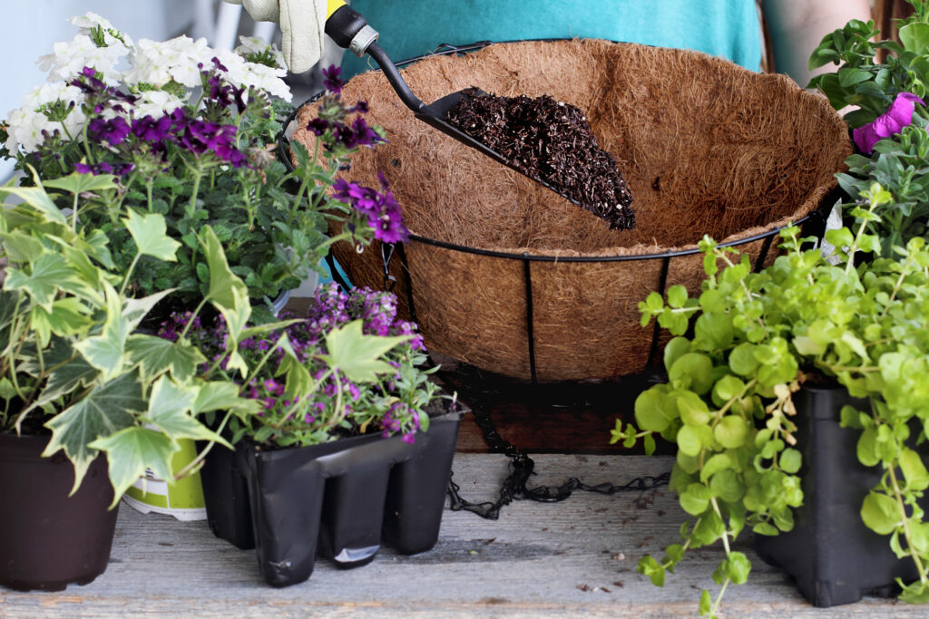 Demonstration of a young woman giving a tutorial on how to plant a hanging basket or pot of flowers