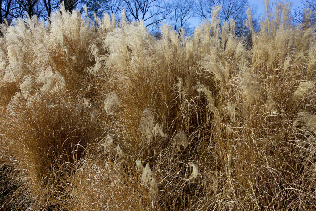 Feather Reed Grass growing in Rockford Illinois - Calamagrostis x acutiflora `Karl Foerster