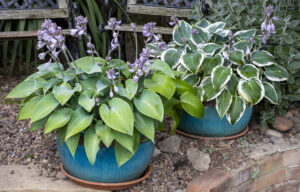 Flower pots of Hosta plants in an English garden.