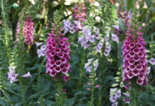 Foxgloves flowers are blooming in the garden