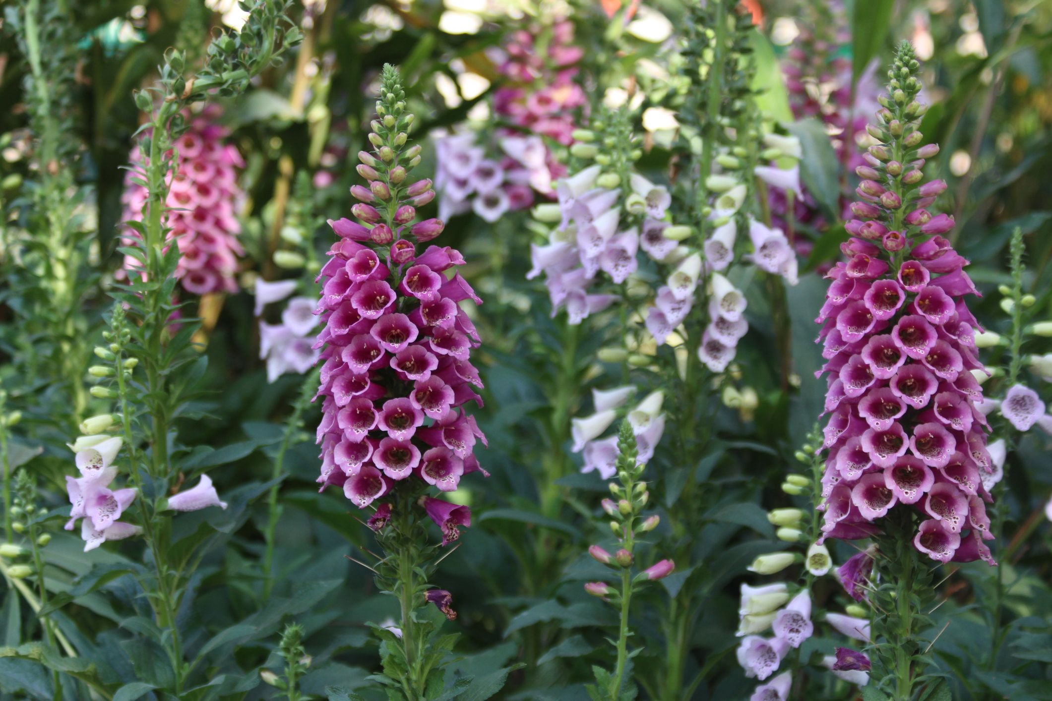 Foxgloves flowers are blooming in the garden