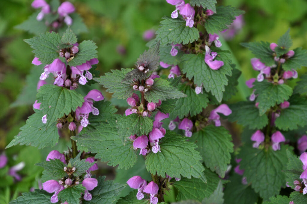 Flowering Plants for Shaded Areas | The Idea Garden