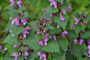 Natural blossoming overgrown nettle purple Lamium purpureum